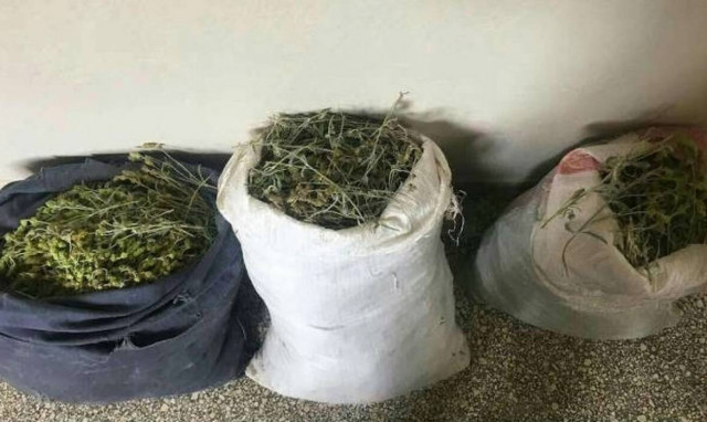 «Πόλεμος» στα ελληνοαλβανικά σύνορα για τα σπάνια βότανα