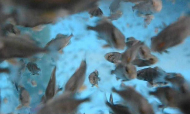 Μυστήριο στην Κρήτη: Η θάλασσα «ξέβρασε» νεκρά ψάρια