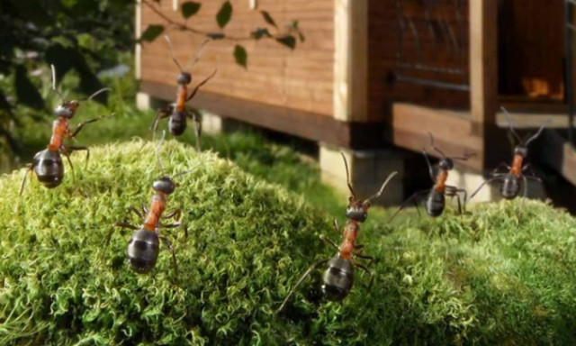 Πώς θα αντιμετωπίσεις τους ανεπιθύμητους επισκέπτες στο σπίτι ή το εξοχικό;