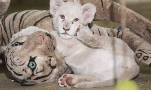 Σπάνιο λευκό λιονταράκι γιορτάζει τα πρώτα του γενέθλια στη Βαγδάτη