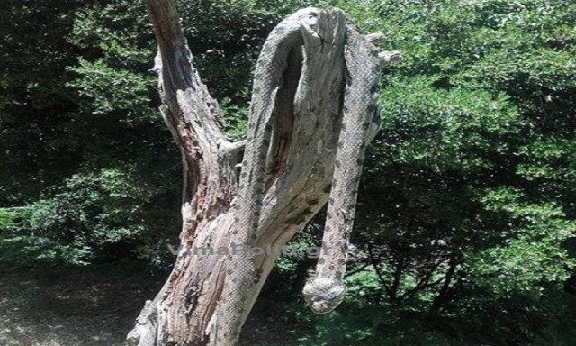 Τρόμος στα Άγραφα: Ήρθαν αντιμέτωποι με ένα φίδι 2,5 μέτρων!