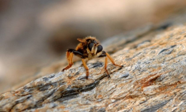 Σοκ στην Αρκαδία - Πέθανε από τσίμπημα σφήκας