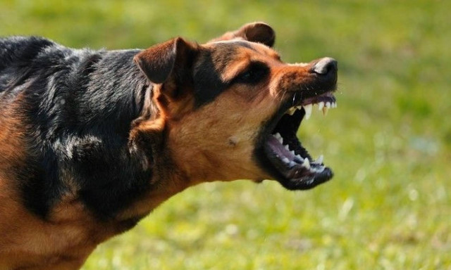 Ηλεία: Στο νοσοκομείο 62χρονος έπειτα από επίθεση σκύλου