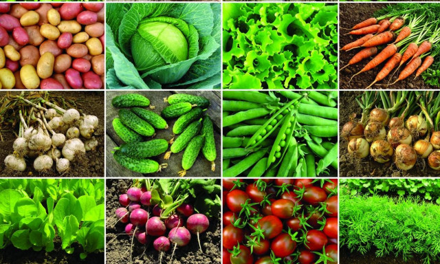 Έρευνα-σοκ: Καταναλώνουμε αγροτικά προϊόντα που ποτίζονται με βοθρολύματα