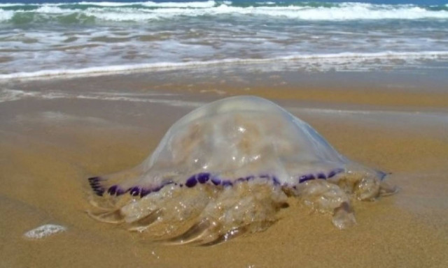 Τσίμπημα από τσούχτρα στη θάλασσα: Πώς να το αντιμετωπίσετε