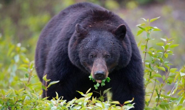 Απίστευτο: Ξύπνησε και είδε μια αρκούδα να δαγκώνει το κεφάλι του! (pics)