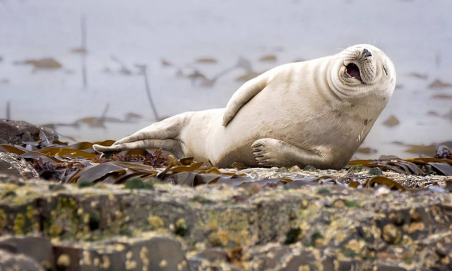 Όταν η φύση έχει κέφια: Οι πιο ξεκαρδιστικές φωτογραφίες των βραβείων Comedy Wildlife
