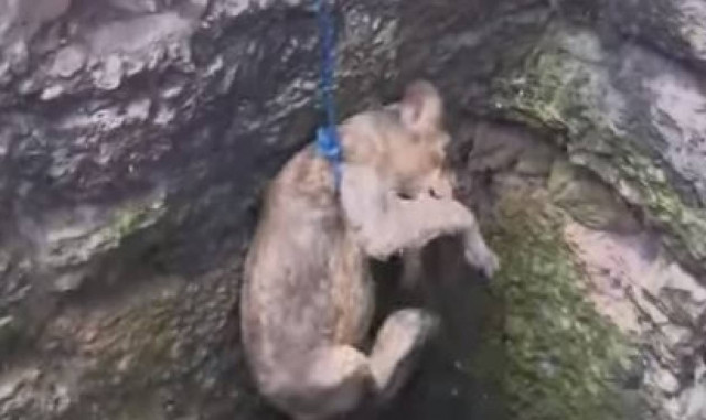 Εντυπωσιακό βίντεο: Διάσωση μικρού λιονταριού από πηγάδι στην Ινδία