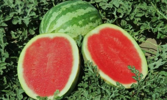 Το ερώτημα του καλοκαιριού: Πώς θα επιλέξω καλό καρπούζι;