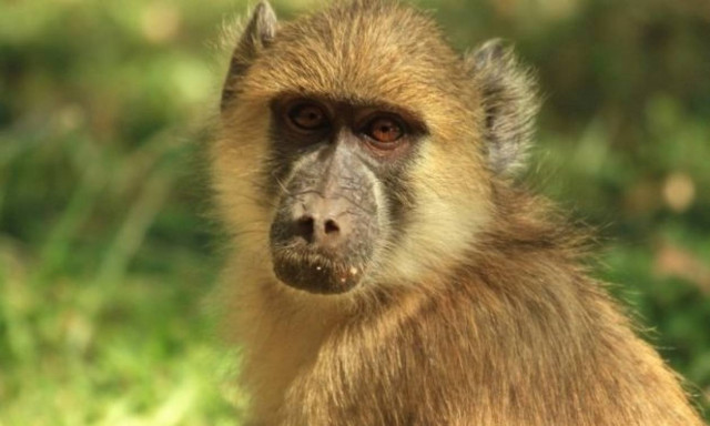 Ζάμπια: Παιχνιδάρης μπαμπουίνος βύθισε στο σκοτάδι μια ολόκληρη πόλη!