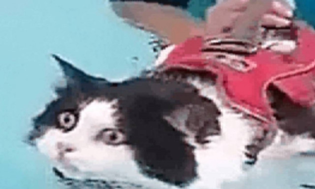 Γάτα κολυμπάει για να χάσει... βάρος (Video)