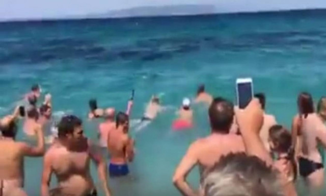 Σκόπελος: Σε ντελίριο λουόμενοι όταν δελφίνι βγήκε στα ρηχά (vid)