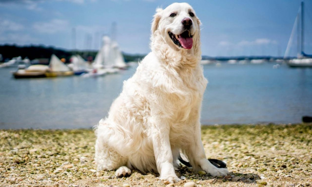 Viral: Σκύλος βουτά στα νερά του Λονγκ Άιλαντ και σώζει ελαφάκι που πνιγόταν - Δείτε το βίντεο