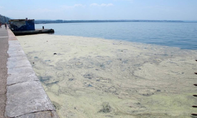 Θεσσαλονίκη: To φυτοπλαγκτόν επέστρεψε στο Θερμαϊκό Κόλπο
