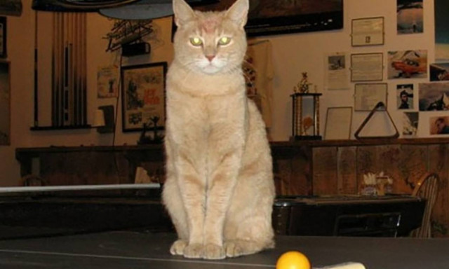 Πέθανε ο Stubbs, ο θρυλικός γάτος… δήμαρχος πόλης της Αλάσκας