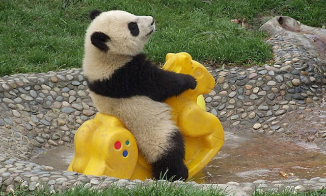 Αν νομίζατε ότι γνωρίζατε τα πάντα για τα ζώα αυτές οι λεπτομέρειες θα σας σοκάρουν