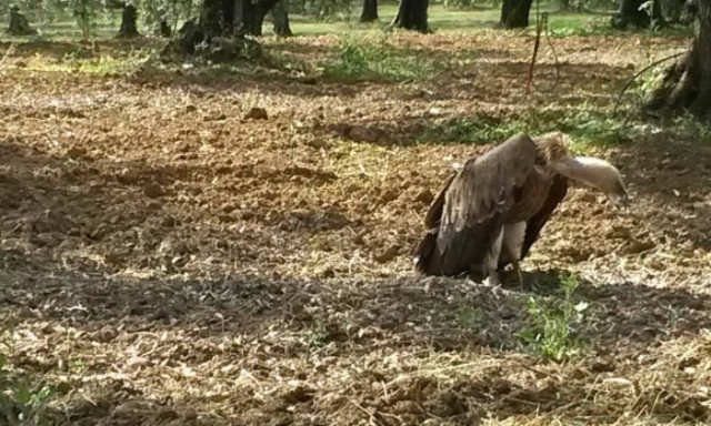 Αιτωλικό: Ο αργός θάνατος ενός γύπα μέσα από φωτογραφίες (pics)