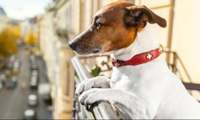 Τι ορίζει ο νόμος για τους σκύλους στο διαμέρισμα