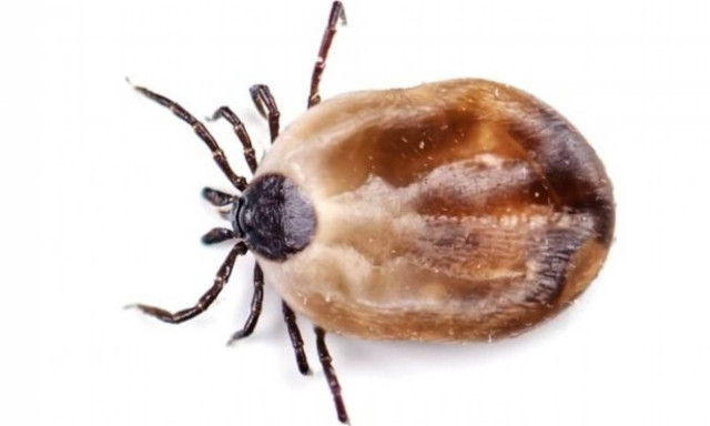 Απίστευτο: Γάτα μετέδωσε τσιμπούρια σε γυναίκα που πέθανε