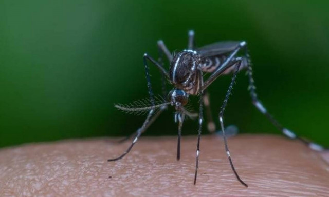 «Συναγερμός» στη Θήβα: Σε καραντίνα τέσσερα χωριά μετά από κρούσμα ελονοσίας