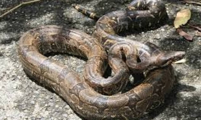 Φρίκη: Αποκεφάλισαν βόα που είχε τυλιχτεί γύρω από το σώμα γυναίκας