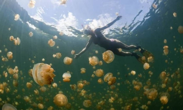 «Πνίγεται» στις τσούχτρες ο Κορινθιακός – Ποια μέτρα εξετάζει η κυβέρνηση