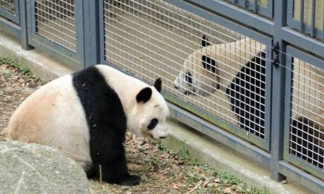 Γεννήθηκε το πρώτο μωρό πάντα από γονείς που ζουν ο ένας στη φύση και ο άλλος σε αιχμαλωσία