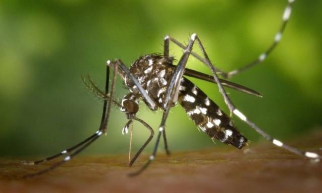 ΣΟΚ! Νεκρή γυναίκα στην Ελλάδα από το ιό του δυτικού Νείλου