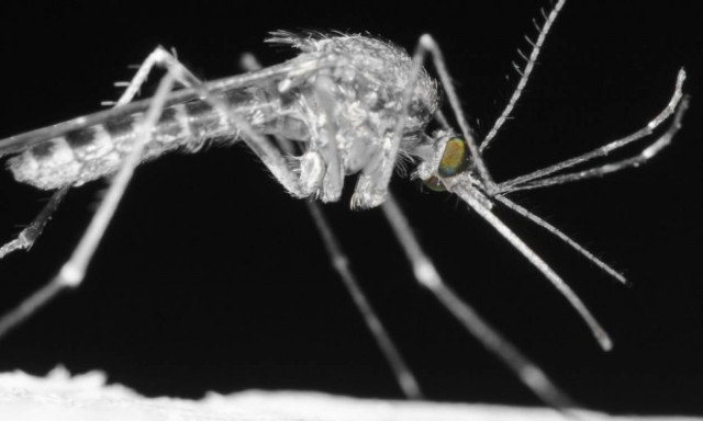 Κόκκινος συναγερμός: Δεύτερος θάνατος στην Ελλάδα από τον ιό του δυτικού Νείλου