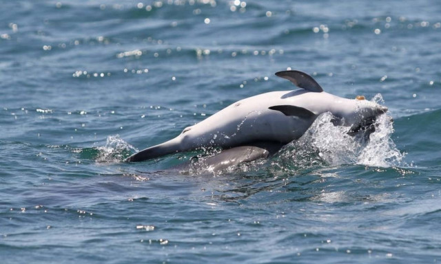 Συγκλονιστικό βίντεο: Δελφίνι στον Αμβρακικό αρνείται να εγκαταλείψει το νεκρό μωρό του