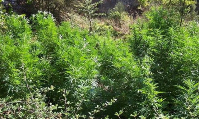 Δύο νέες φυτείες ινδικής κάνναβης εντοπίσθηκαν στη Μεσσηνία