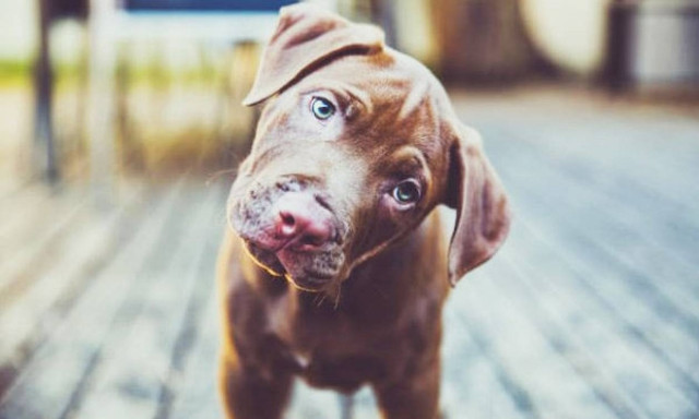 Γνωρίζετε γιατί οι σκύλοι γυρίζουν το κεφάλι τους όταν τους μιλάμε;