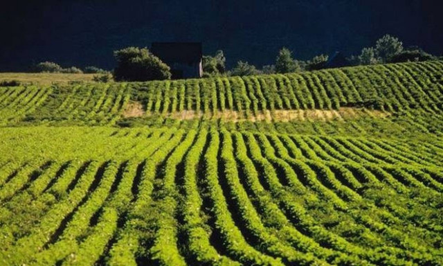 Μυτιλήνη: Πήγαν στο χωράφι 41χρονου και βρήκαν…