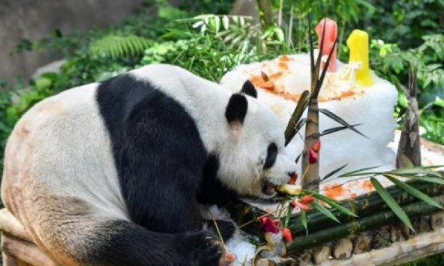 Οικογένεια γιγάντιων πάντα... διοργάνωσαν πάρτι γενεθλίων! (pics)