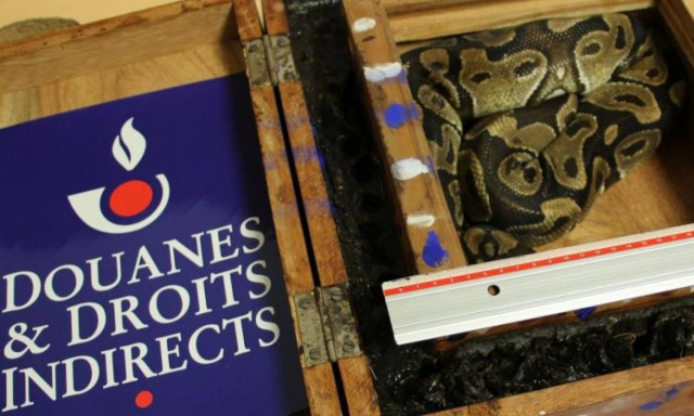 Γαλλία: Πανικός σε αεροδρόμιο από πύθωνα σε αποσκευές επιβάτη! (vid)