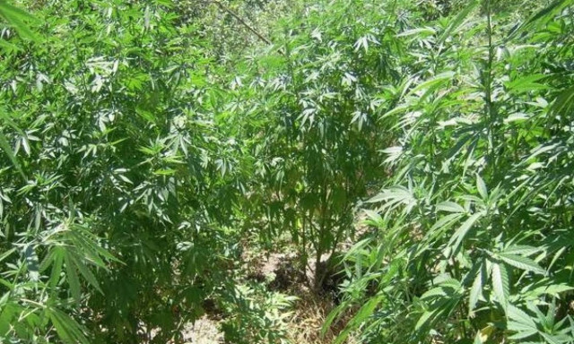 Λαμία: «Καρτέρι» σε καλλιεργητή χασισοφυτείας στις όχθες του Σπερχειού