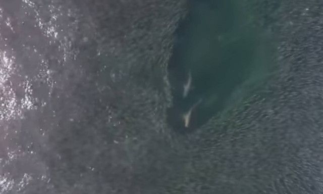 Βίντεο που κόβει την ανάσα: Καρχαρίες επιτίθενται σε κοπάδι ψαριών (vid)