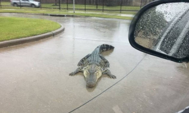 Τυφώνας Χάρβεϊ: «Προσοχή στους... αλιγότορες στο δρόμο»