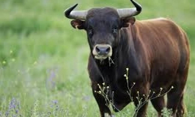 Ταύρος σκόρπισε τον πανικό στην Καβάλα