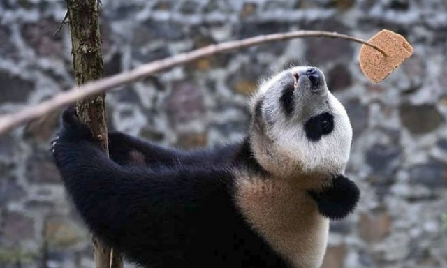 Αυτό το γιγάντιο πάντα κλείνει 20ά του γενέθλια και το γιορτάζει!