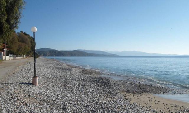 Αργολίδα: Δεν πίστευαν στα μάτια τους οι λουόμενοι – Γιγαντιαίο καλαμάρι βγήκε στη παραλία (pic)