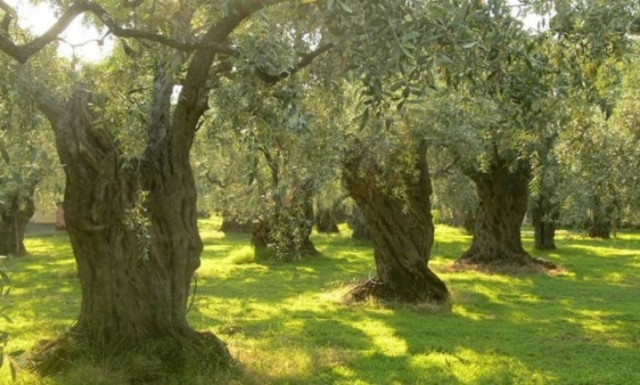 Πρόγραμμα τεχνητής νοημοσύνης για τα παράσιτα στα ελαιόδεντρα