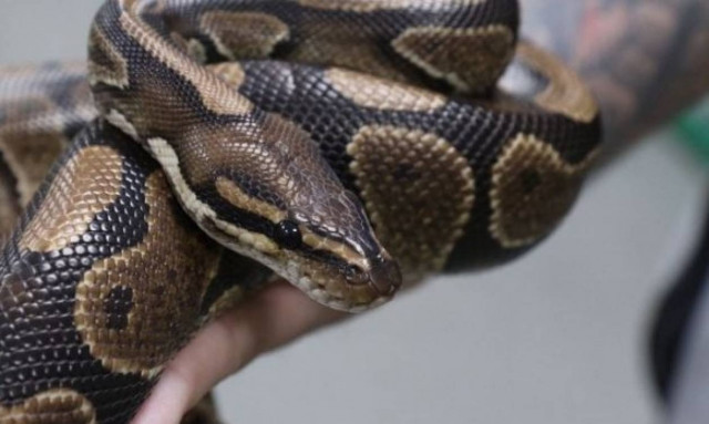 Τρόμος για 5χρονο αγοράκι: Βρήκε έναν πύθωνα μέσα στη λεκάνη της τουαλέτας! (pics)