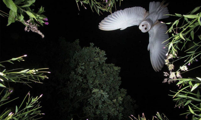 Όταν η φύση έχει κέφια: Οι πιο εντυπωσιακές φωτογραφίες των βραβείων BTO