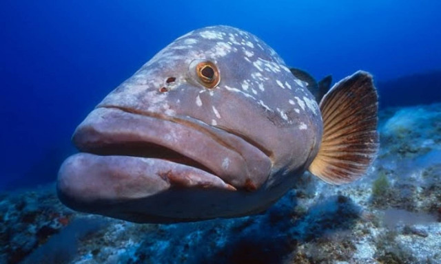 Τρομερή ψαριά! Έπιασαν ροφό 22 κιλών στον Άγιο Νικόλαο (pic)