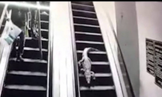 Τρόμος σε σούπερ μάρκετ: Αλιγάτορας μπήκε... για ψώνια! (vid)