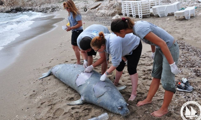 Θλίψη στη Σάμο: Σκότωσαν την «Αργυρώ» (vid)