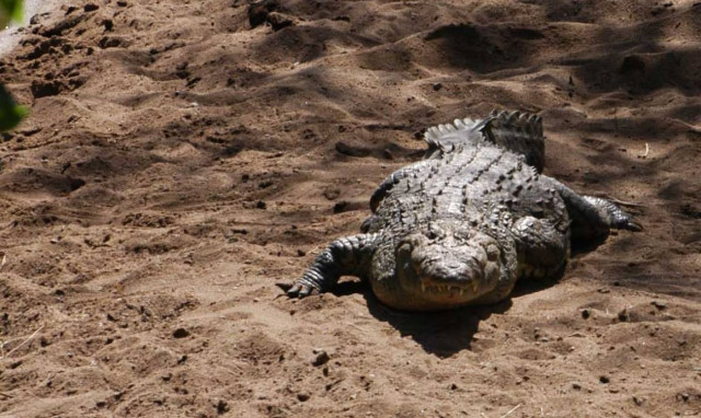 Αδιανόητο! Προσπάθησαν να περάσουν από τα σύνορα ζωντανούς κροκόδειλους