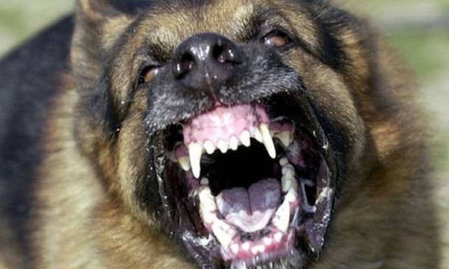 Ανατροπή στην υπόθεση του Μάριου που τον σκότωσε ο σκύλος του - Αυτή ήταν η αιτία που του επιτέθηκε