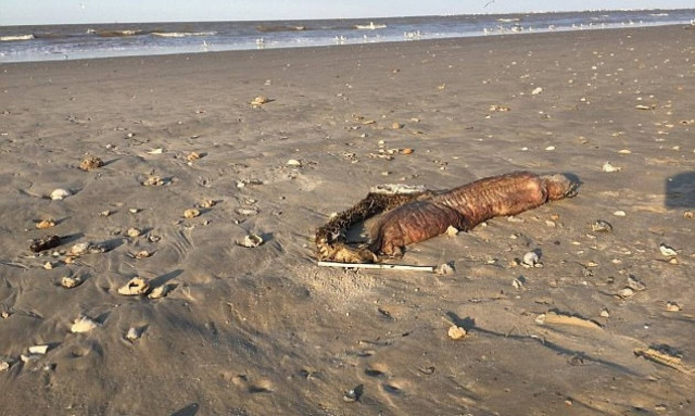 Μυστηριώδες πλάσμα ξεβράστηκε σε παραλία του Τέξας μετά τον τυφώνα Χάρβεϊ! (pics)